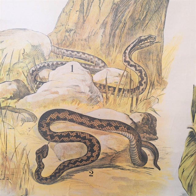 Mid-Century Modern School Poster Snake, 1940s For Sale - Image 3 of 6