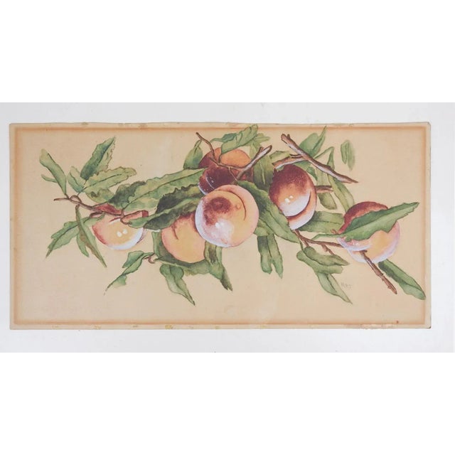English Early 20th Century Peaches Watercolor Painting For Sale - Image 3 of 3