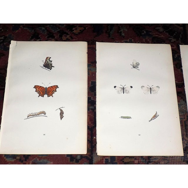 This set of twelve (12) authentic antique mid 19th century lithographs depict butterflies. Vibrant period hand color....