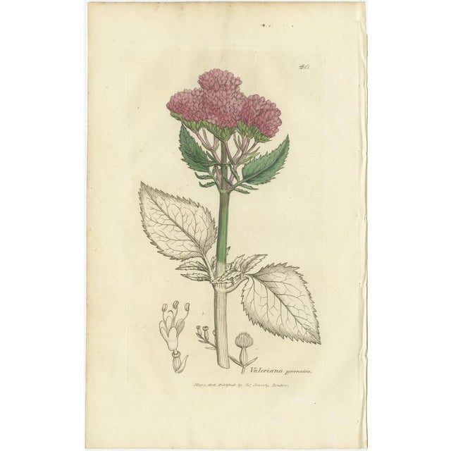 After James Sowerby, Botanical Illustrations of Duckweed and Valerian Species, 1830s, Engravings, Set of 8 For Sale - Image 9 of 10