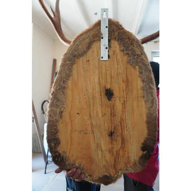 Elk 13 Point Mount Head and Bust For Sale - Image 17 of 18