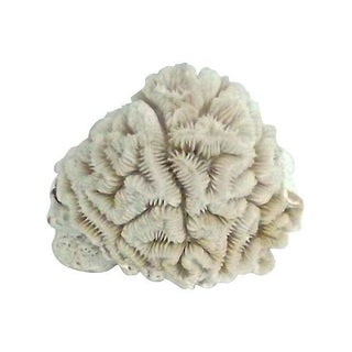 Small Brain Coral Specimen For Sale