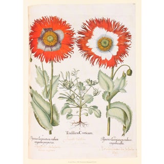 Papaver II Basilius Besler Print For Sale