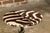 Safari Zebra Skin Circular Top Side Tables with Horn Bases, Two Sold Each For Sale - Image 3 of 12