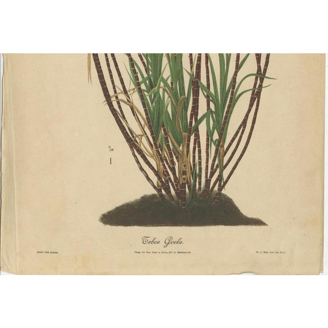 Teboe Goela Java, 1892, Paper For Sale - Image 4 of 11