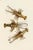 Decorative brass lobsters from Blue Carreon Home. These can be used as paperweights or decorative items on a coffee table...
