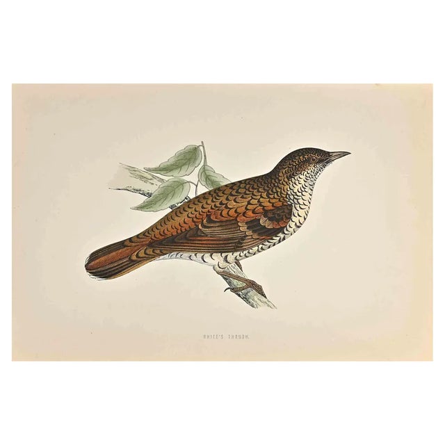Alexander Francis Lydon, White's Thrush, Woodcut Print, 1870 For Sale