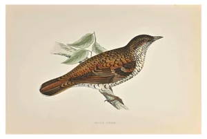 Alexander Francis Lydon, White's Thrush, Woodcut Print, 1870