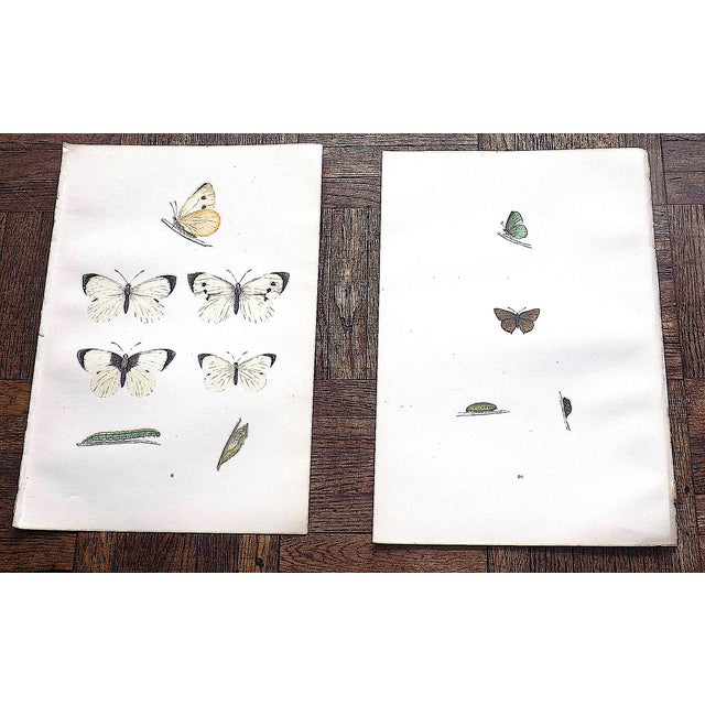 Antique 19th Century Hand Colored Butterfly Lithographs - Set of 12 For Sale In Cincinnati - Image 6 of 12