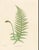 Botanical Ferns by Henry Bradbury- Plates 10-18 - Set of 9 For Sale In Atlanta - Image 6 of 10