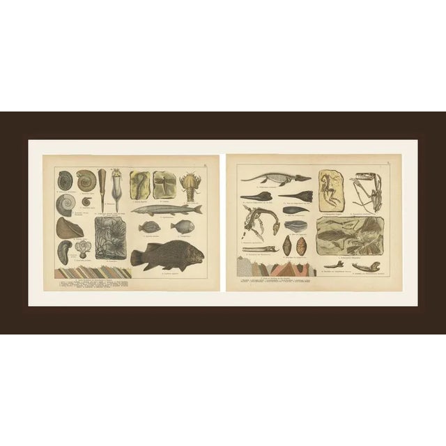 Ammonites, Ichthyosaurus and Archaeopteryx, 1880, Paper, Set of 2 For Sale - Image 9 of 10