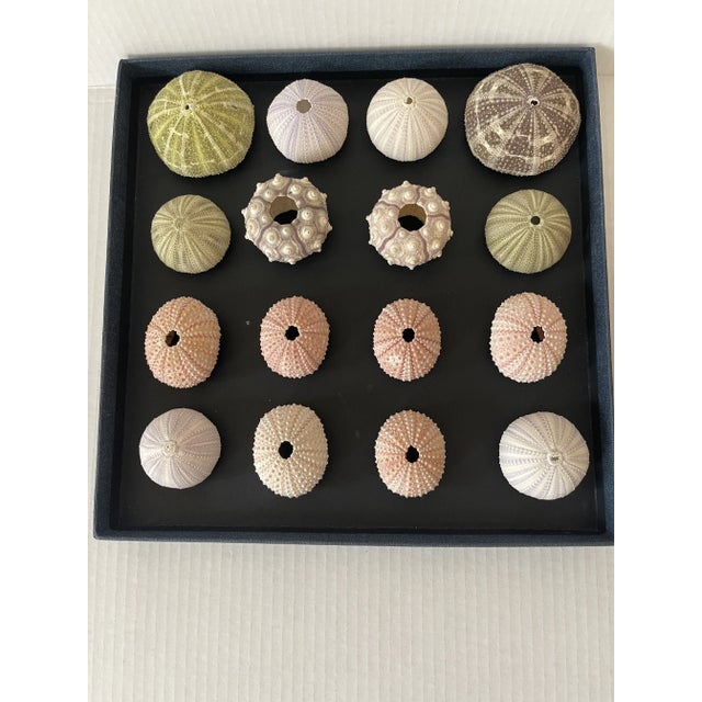 Natures Beauty Coastal Sea Shells Natural History For Sale - Image 4 of 4