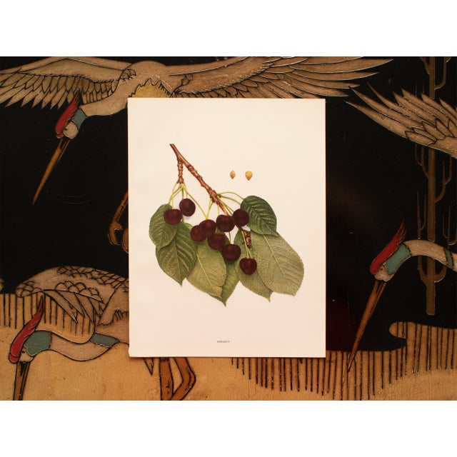 1900s U. P. Hedrick, Original Antique Photogravure of Knight Cherries For Sale In Dallas - Image 6 of 7
