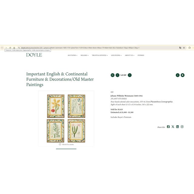 Hand-Colored Botanical Engravings by Johann Wilhelm Weinmann, Set of 4 For Sale - Image 6 of 7