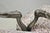 Vintage Italian Baroque Rococo Style Silver Leaf Gilt Lounge Arm Chairs - A Pair For Sale - Image 13 of 18