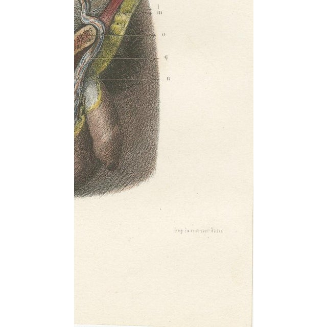 Hirschfeld and Leveille, the Nervous System of the Whole Body, Hirschfeld Double Folding Plate, 1866, Paper For Sale - Image 9 of 12