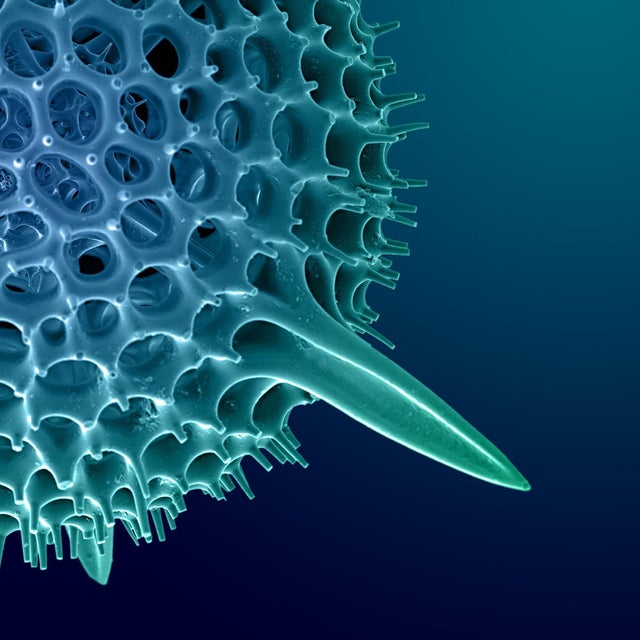 Photographer, Andrew Paul Leonard, uses the scanning electron microscope to explore “inner- space” as another fronitier....