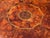 19th Century Octagonal Burr Yew Wood Coffee Table, 1880s For Sale - Image 10 of 11