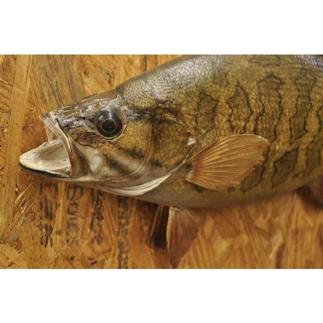 Rustic Vintage Smallmouth Bass Fish Wall Mount Taxidermy Real Skin Fishing Wall Decor For Sale - Image 3 of 11