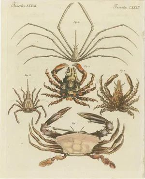 Bertuch, Illustration of Various Crab Species Including Swimmer Crab, Print