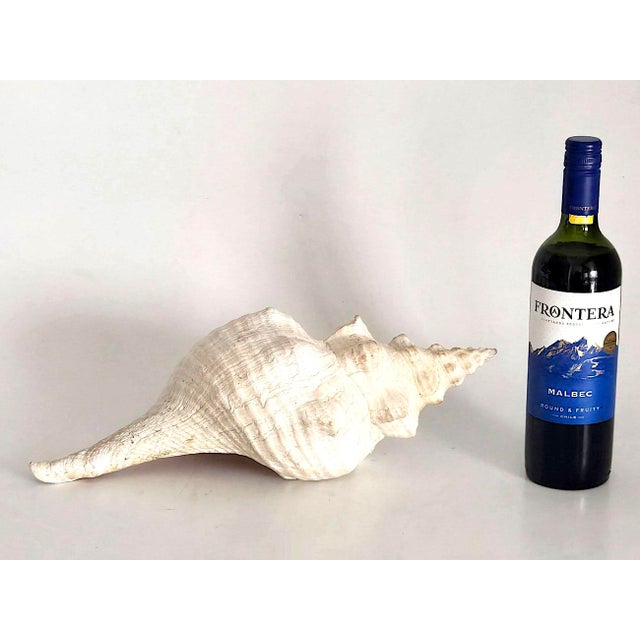Vintage Large Natural Horse Conch Shell For Sale - Image 12 of 12
