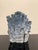 Shell Very Large Specimen of Blue Coral For Sale - Image 7 of 12
