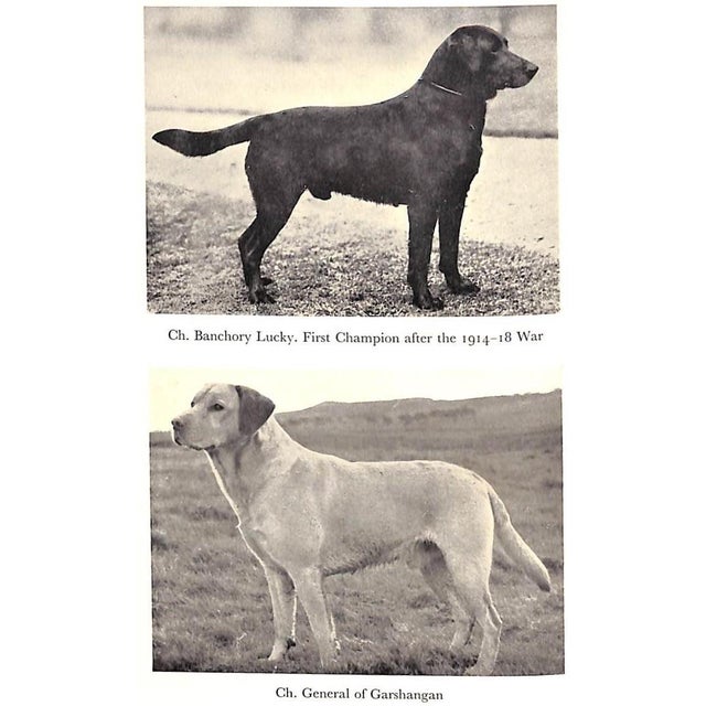 Paper "The Popular Retriever" 1961 Lorna, Countess Howe For Sale - Image 7 of 12