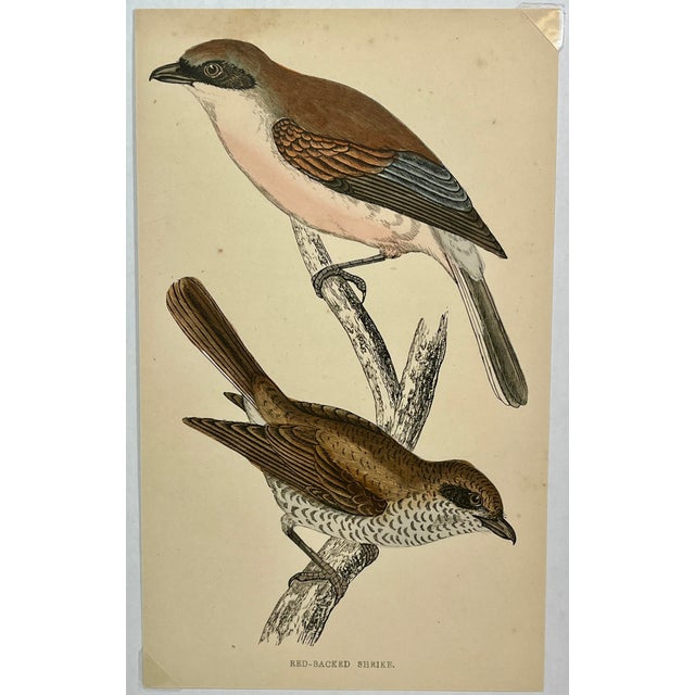 Antique Hand Tinted Bird Print From England Featuring A Pair Of Red-Backed Shrikes - Circa 1880. Print measures 4 3/8” W x...