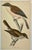 Antique Hand Tinted Bird Print From England Featuring A Pair Of Red-Backed Shrikes - Circa 1880. Print measures 4 3/8” W x...