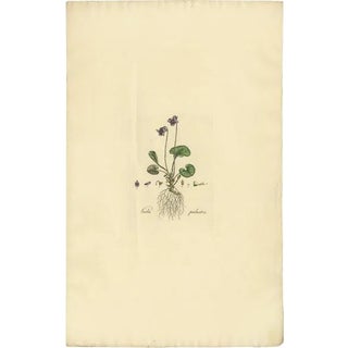 Curtis, Viola Palustris, 1817, Print For Sale