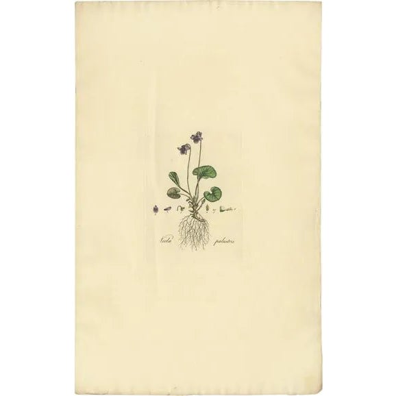 Curtis, Viola Palustris, 1817, Print For Sale