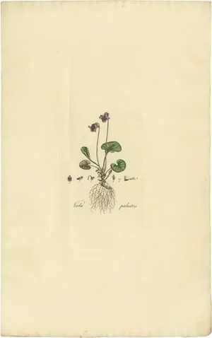 Curtis, Viola Palustris, 1817, Print