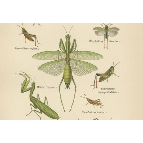 Red Richard Tümpel, Mantis, Stick Insects & Grasshoppers, 1908, Lithograph, Set of 3 For Sale - Image 8 of 12