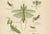 Red Richard Tümpel, Mantis, Stick Insects & Grasshoppers, 1908, Lithograph, Set of 3 For Sale - Image 8 of 12