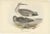 Early 19th Century After Gould, The Semipalmated Sandpiper, 1832, Print For Sale - Image 5 of 5