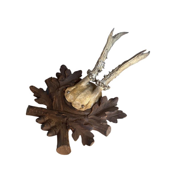 Cabin Roe Deer Trophy 228 Black Forest Antlers For Sale - Image 3 of 5