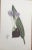 1990s Royal Kew Gardens “Varieties of Crocus” Lithographs - Set of 6 For Sale In Monterey, CA - Image 6 of 9