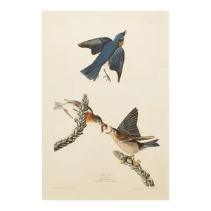 1990s Blue Bird After Audubon, Large Chinoiserie Print
