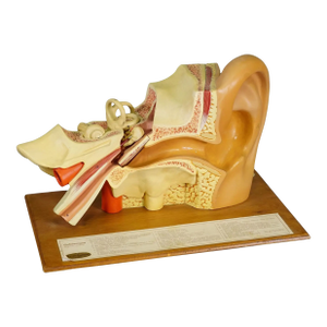 Vintage Teaching Aid Modell of an Ear - Somso (Eydam) Ca. 1950