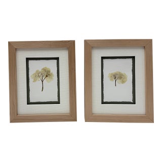Framed Pair of Pressed Hydrangea Blossoms For Sale