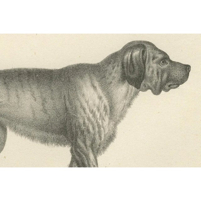 19th-century lithograph of a greyhound and english mastiff in elegant detail --- : this striking 19th-century lithograph...