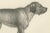 19th-century lithograph of a greyhound and english mastiff in elegant detail --- : this striking 19th-century lithograph...