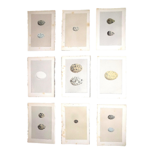 Antique 19th Century Hand Colored Egg Lithographs - Set of 9