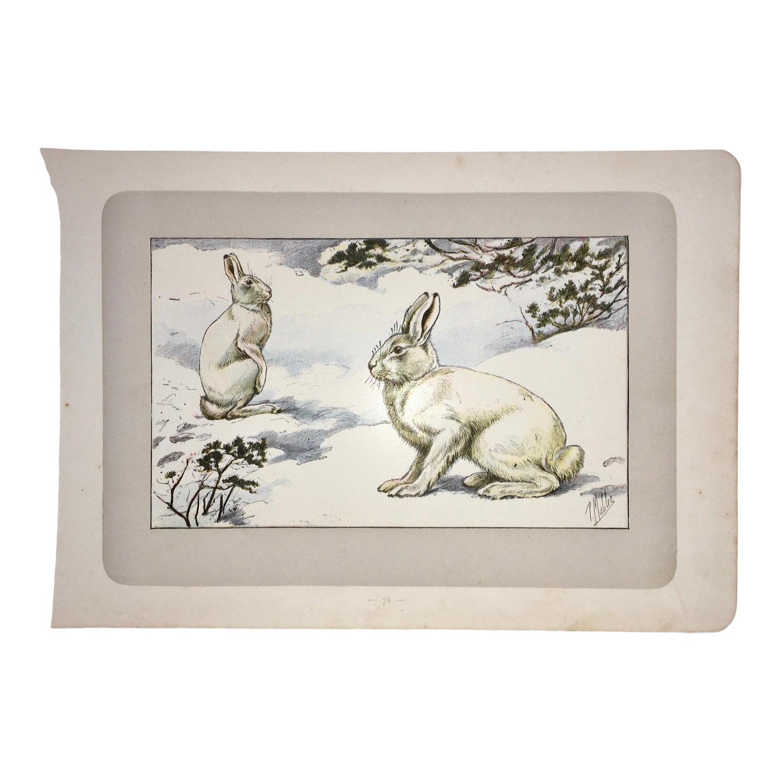 1907 French Photogravure Print of an Alpine Rabbit - | Chairish