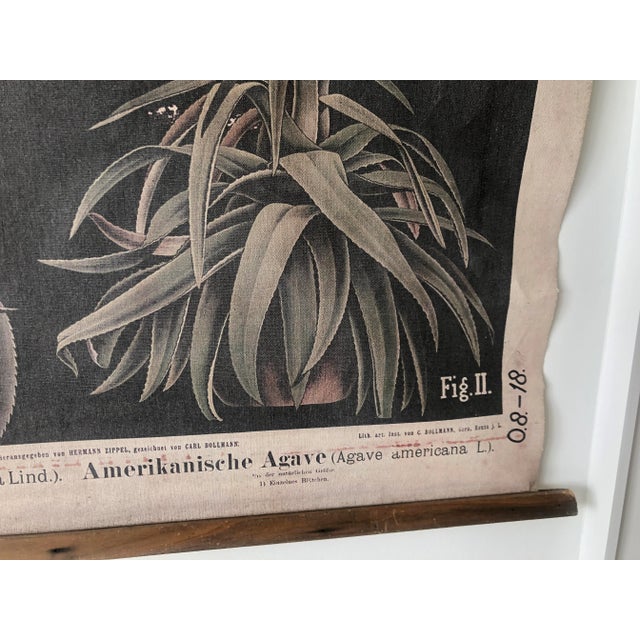 Late 20th Century Reproduction Botanical Chart From German Original by Hermann Zippel & Carl Bollmann For Sale - Image 5 of 9