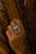 Bochic “Capri” Vintage Ruby & Diamond & Blue Topaz Ring Set In 18K Gold & Silver For Sale - Image 4 of 15