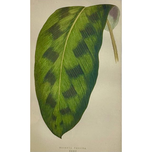 Set of 6 Botanical Leaf Prints | Hand-Colored Antique Plant Engravings | by Lowe, C. 1890 For Sale - Image 4 of 6
