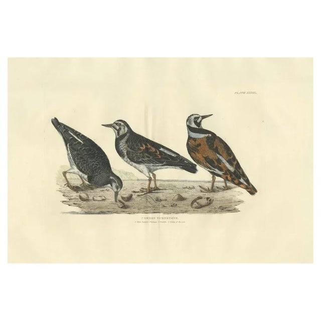Large original hand-colored antique ornithological print made by Selby and published around 1826. The image is a colored...