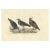 Large original hand-colored antique ornithological print made by Selby and published around 1826. The image is a colored...