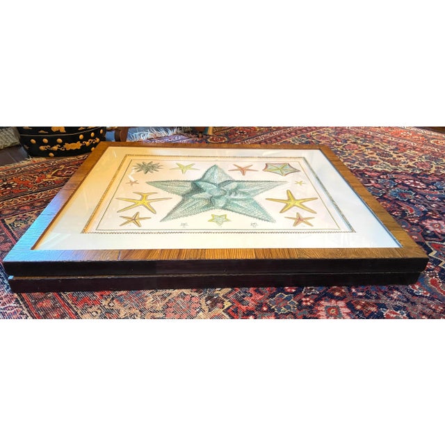 Adolf Van De Laan (Dutch 1684-1755) Hand Colored Engravings "Starfish", 20th Century Restrikes. Set of 2 For Sale - Image 9 of 9